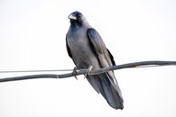 Low angle of jackdaw with black plumage sitting on leafless tree sprig against cloudless sky on white background in nature