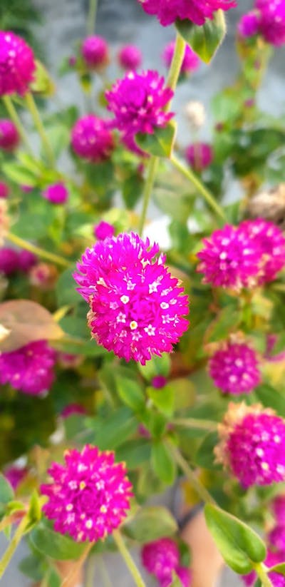 Die Schattenchroniken Buchcover