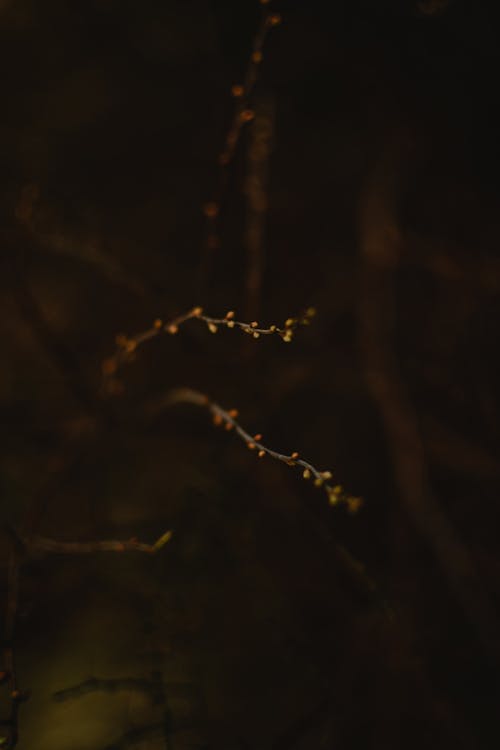
A Close-Up Shot of Branches