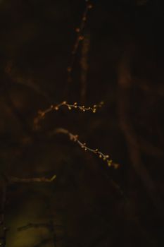 赫尔辛基森林中，树枝的特写镜头黑暗而大气，捕捉到了大自然的宁静之美