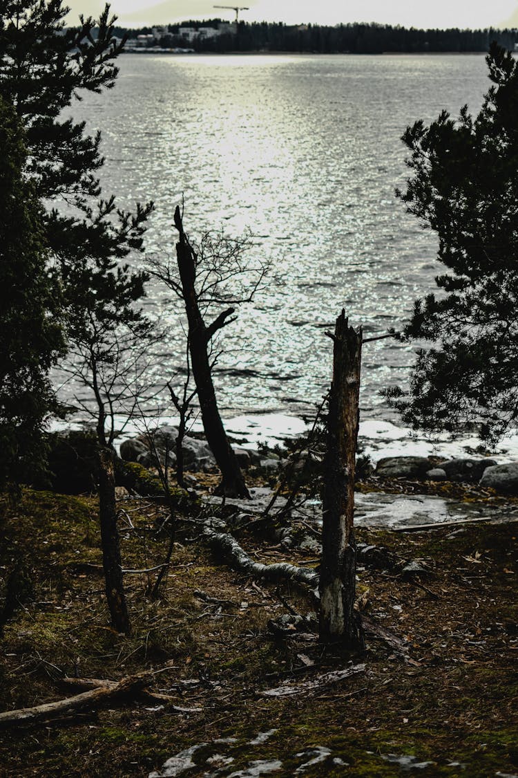 Dead Trees On A Coast