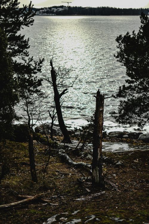 Free A tranquil scene of Helsinki's coastline featuring trees, a calm sea, and serene nature. Stock Photo