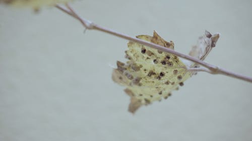 Gratis lagerfoto af bare træer, blad, blade