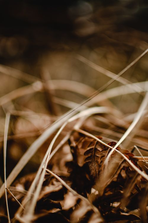 Free Close-up of dried leaves in Helsinki, capturing autumn's essence with a natural blurred background. Stock Photo