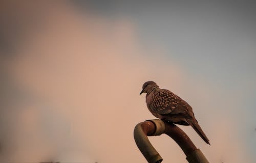 güvercin, Karanlık gökyüzü, kırmızı Gökyüzü içeren Ücretsiz stok fotoğraf