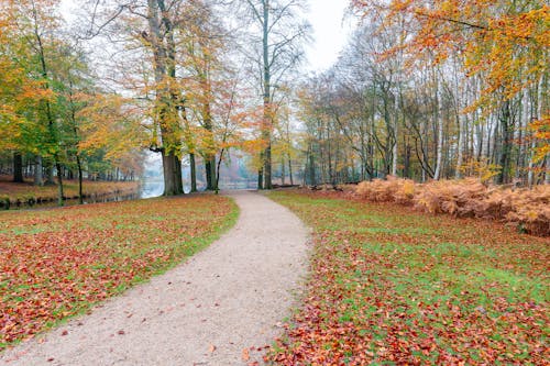 
A Pathway in a Park during Fall