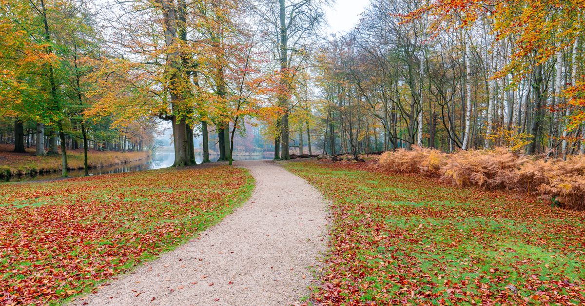 Fall Park Pathway A Pathway in a Park during Fall · Free Stock Photo