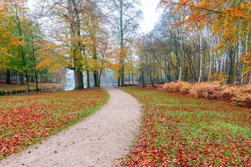 Free A tranquil scene of a path winding through a forest with vibrant fall foliage. Stock Photo