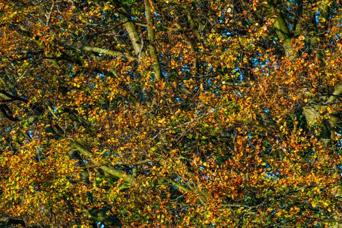 Free stock photo of autumn, beauty, bright Stock Photo