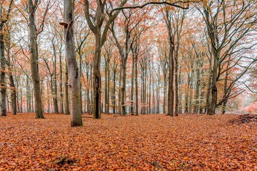 가을, 떨어지다, 떨어진 나뭇잎의 무료 스톡 사진