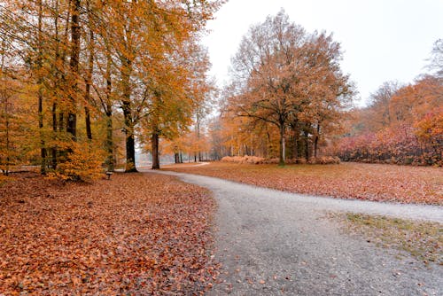 Gratis lagerfoto af asfalteret vej, brune træer, efterår