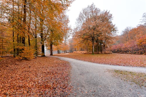 Brown Trees Beside Unpaved Pathway 