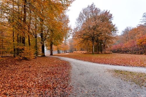 Free Stunning autumn landscape with a winding pathway through brown trees and fallen leaves. Stock Photo