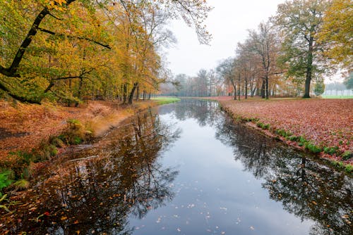 Gratis lagerfoto af efterår, falde, flod