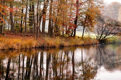 Foto profissional grátis de água, árvores de outono, atmosfera de outono