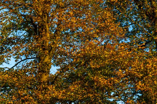 Free stock photo of autumn, beauty, bright Stock Photo