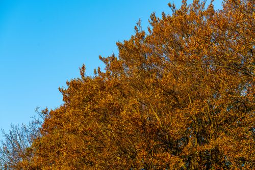 Free stock photo of autumn, beauty, bright Stock Photo