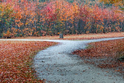 Free stock photo of autumn, beauty, bright Stock Photo