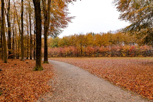 Free stock photo of autumn, beauty, bright