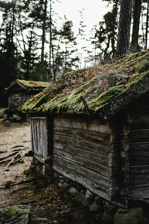 Maison En Bois Brun Dans La Forêt