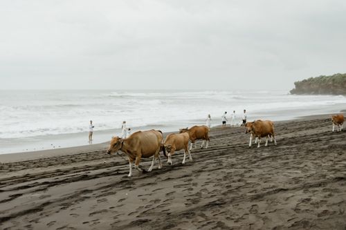 Free Cows stroll across a sandy beach with distant waves and people in the background. Stock Photo