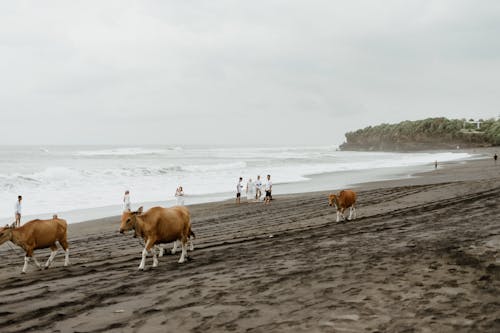 คลังภาพถ่ายฟรี ของ คลื่นกระแทก, ชายทะเล, ชายหาด