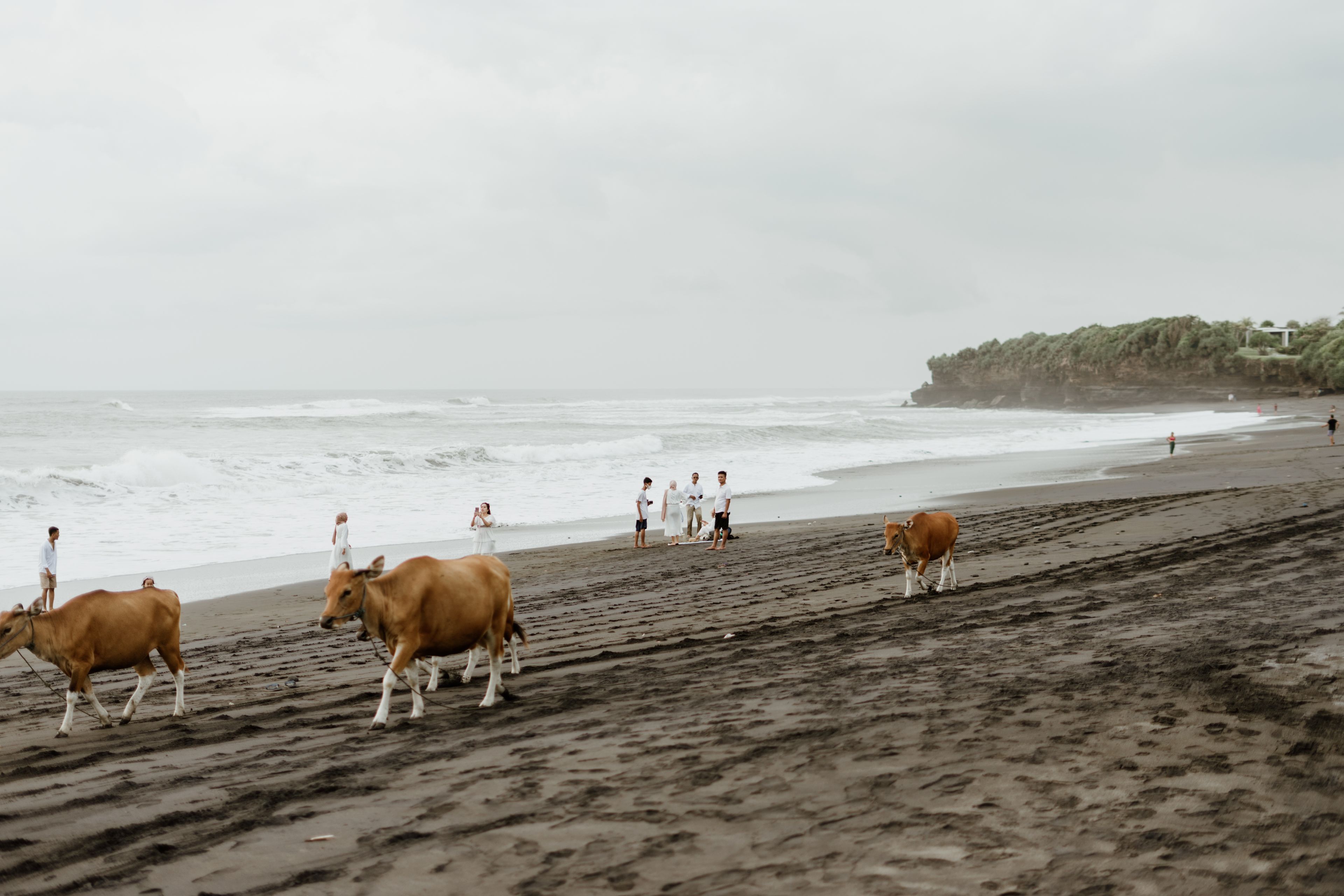 People and cows sharing a serene beach scene with crashing waves and lush coastline background.
