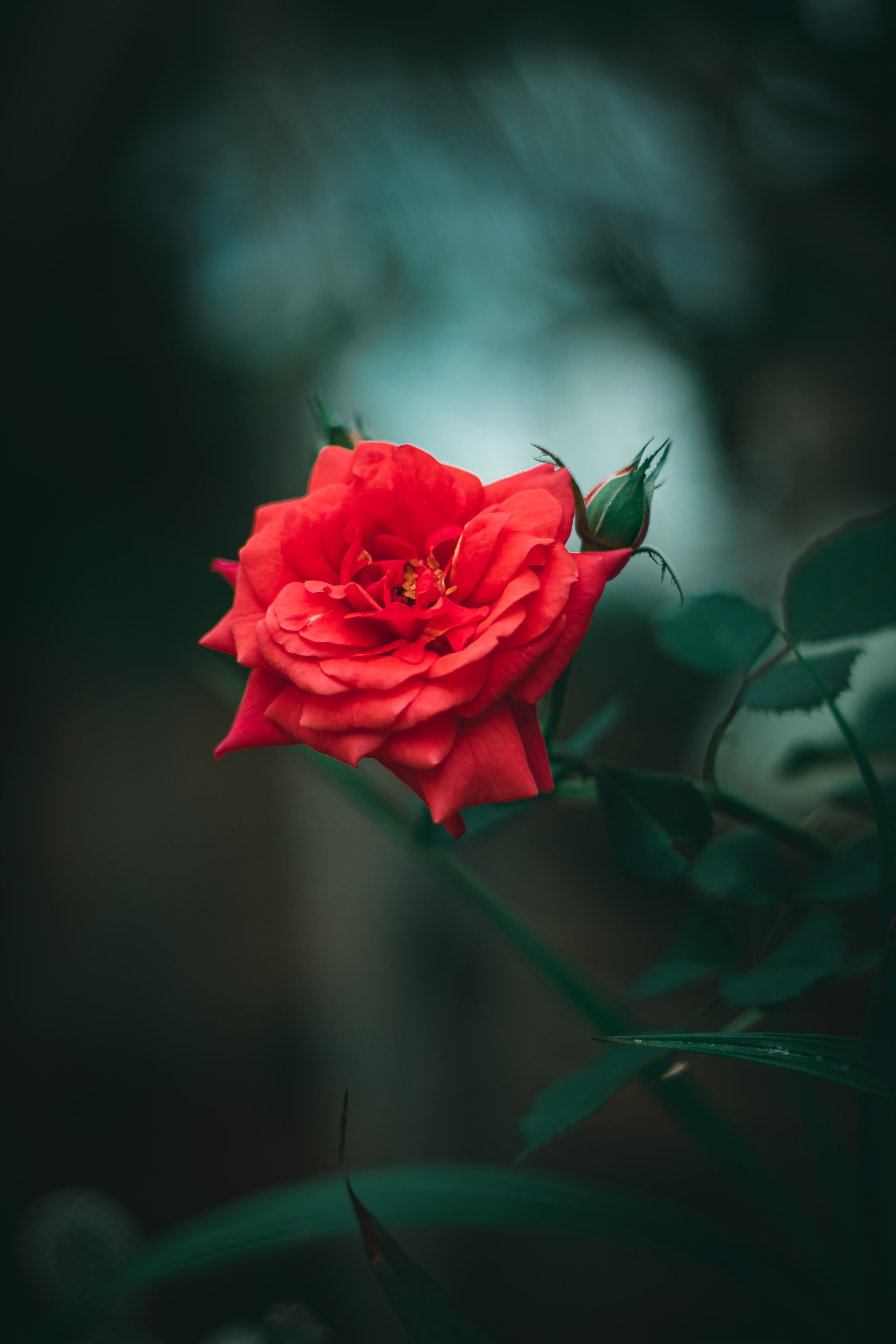Red Rose in Bloom · Free Stock Photo