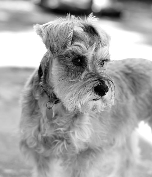 Free Black-and-white close-up of a schnauzer dog in natural outdoor light, highlighting its furry texture. Stock Photo