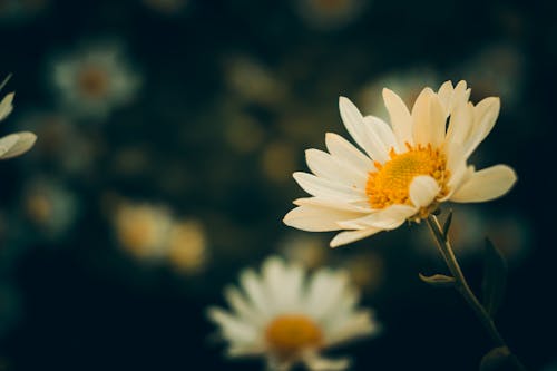 Close-Up Photograph of Small Daisy Flowers: hoa cúc Bạn yêu thích sự đơn giản nhưng đầy tinh tế trong ảnh chụp hoa? Hãy chiêm ngưỡng bức ảnh gần cận hoa cúc xinh đẹp. Chúng tôi đã chọn lựa bức ảnh này với màu sắc tươi sáng và họa tiết hoa cúc cực kỳ đáng yêu để mang đến cho bạn những trải nghiệm đầy new và thư giãn.