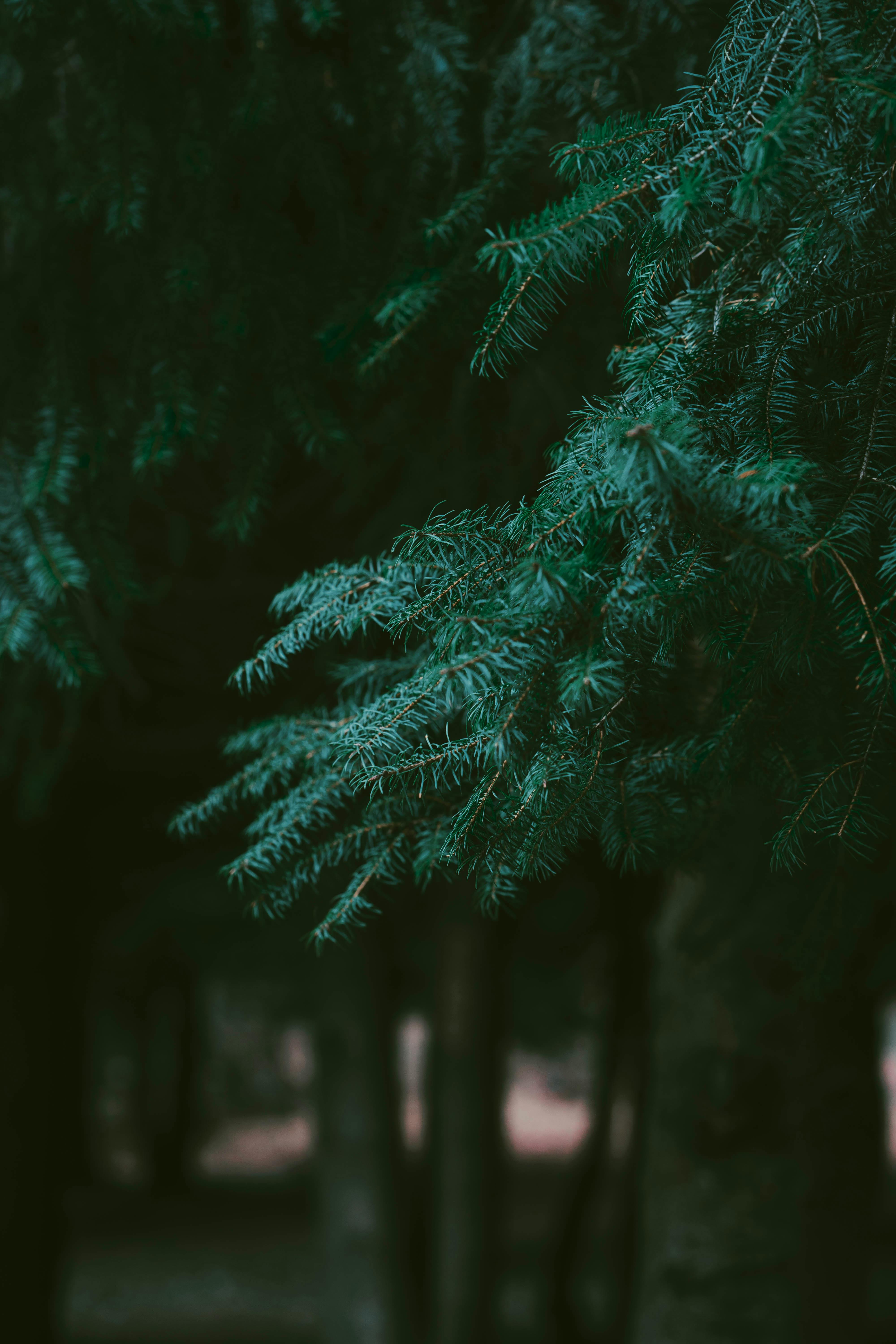 Pine, tree, leaf, branches, green, 720x1280 wallpaper