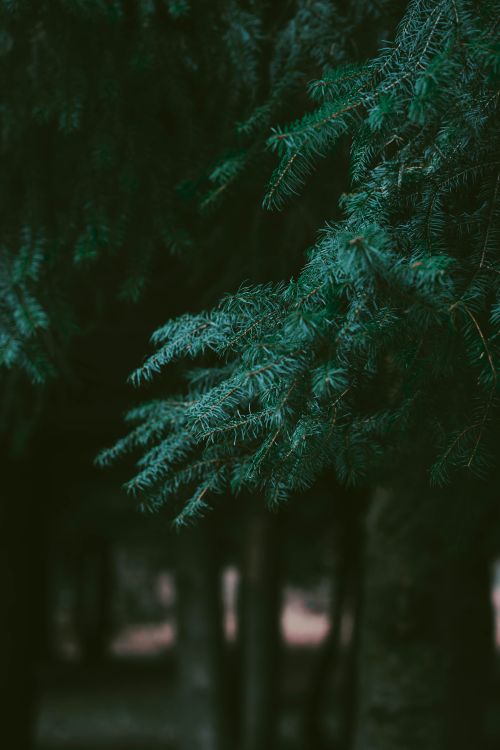 Free Serene close-up of conifer branch in lush forest. Perfect for nature themes. Stock Photo