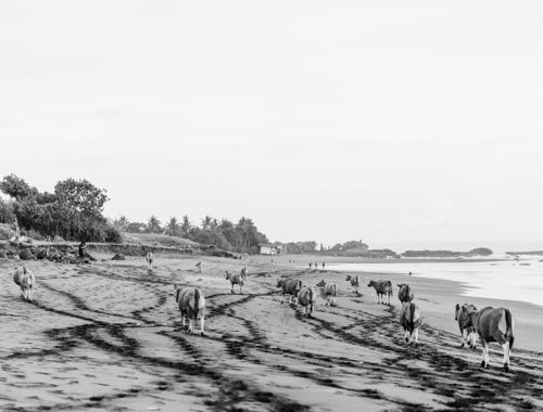 Free Black and white image of cows walking along a pristine beach shore with ocean views. Stock Photo