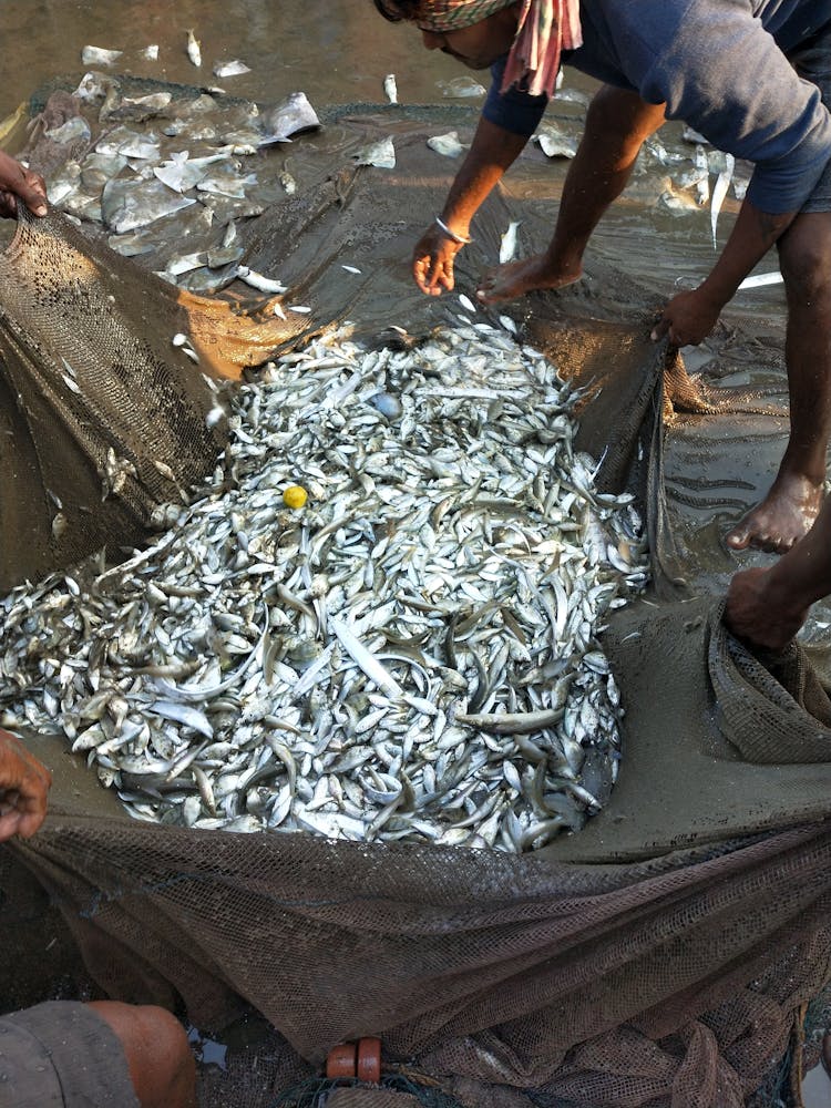 Fishermen With Net Filled With Fish