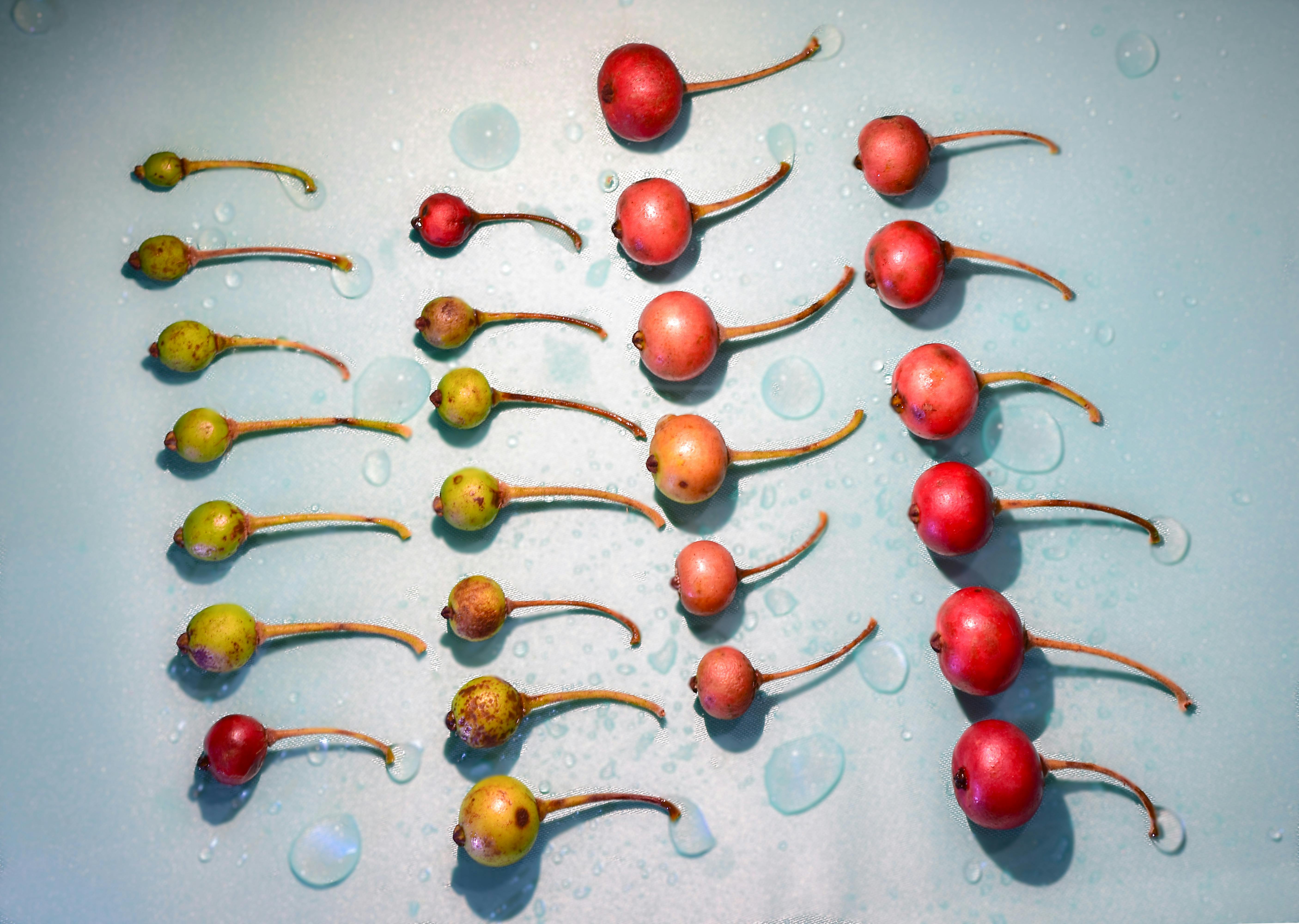 Cane Corso in training