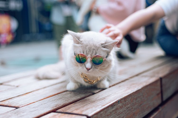 White Cat With Sunglasses And Necklace 