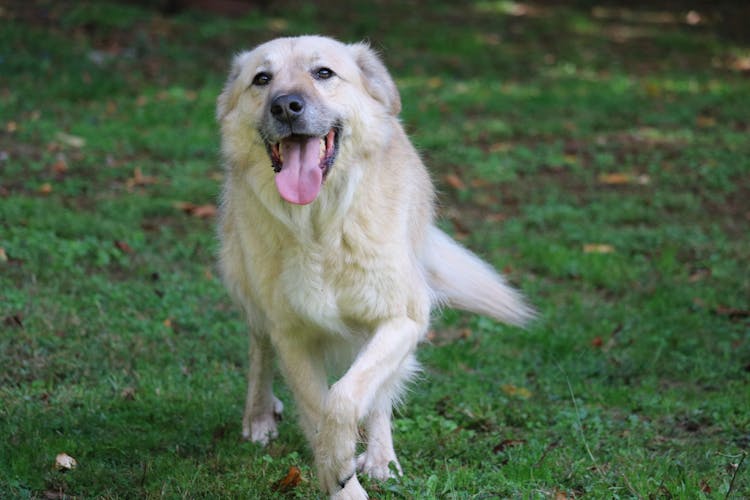 Golden Retriever Running Outdoors 