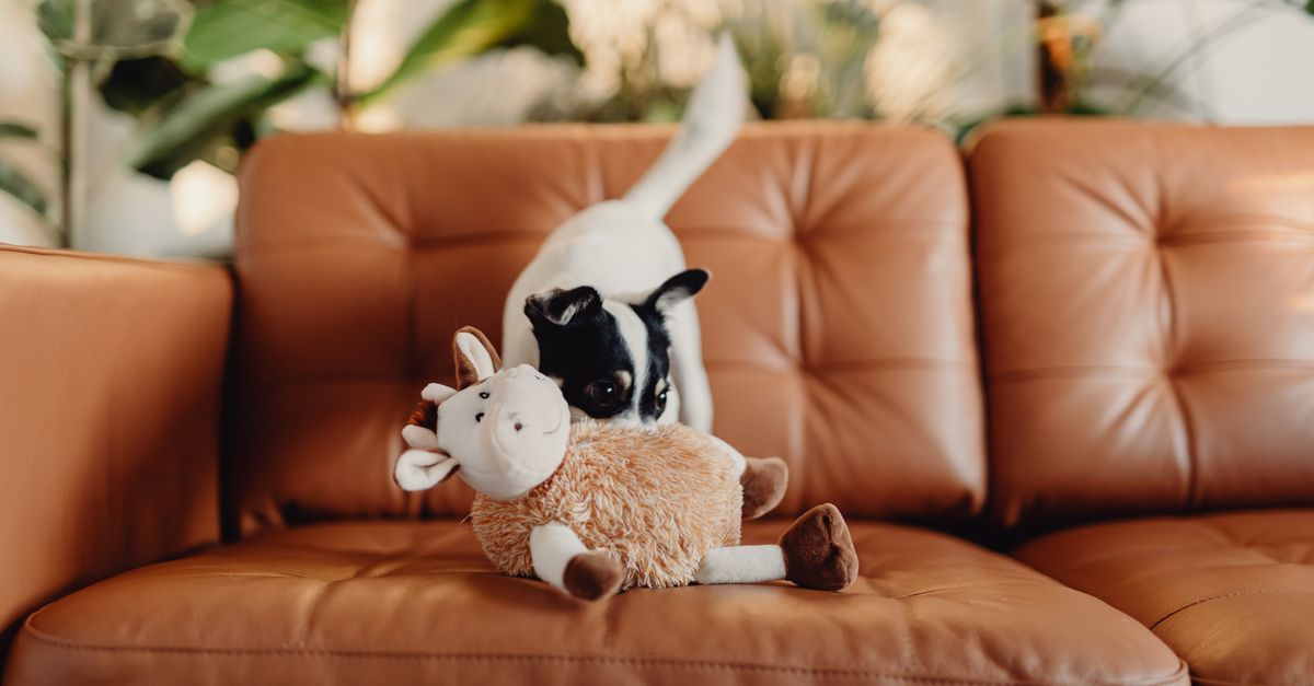 Creative Ideas for Enriching Your Pet's Life