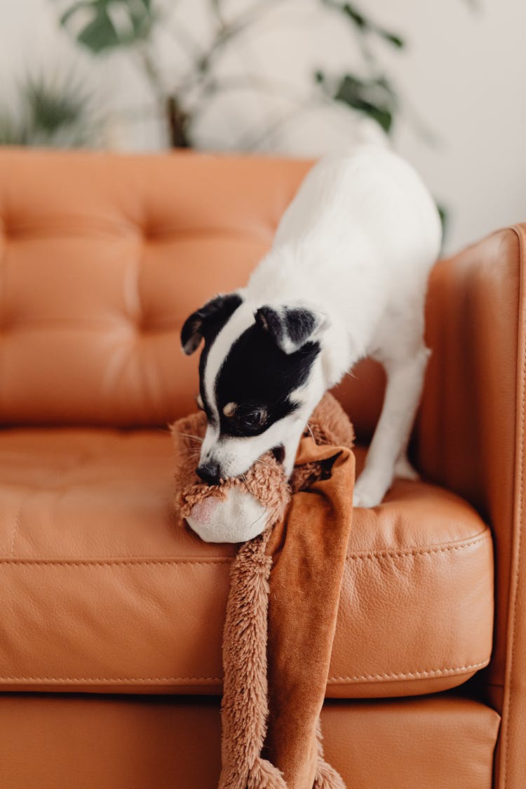 Little Piebald Dog Playing With Toy On Leather Sofa