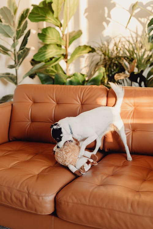 Free Little Black and White Dog Playing with Toy at Home Stock Photo