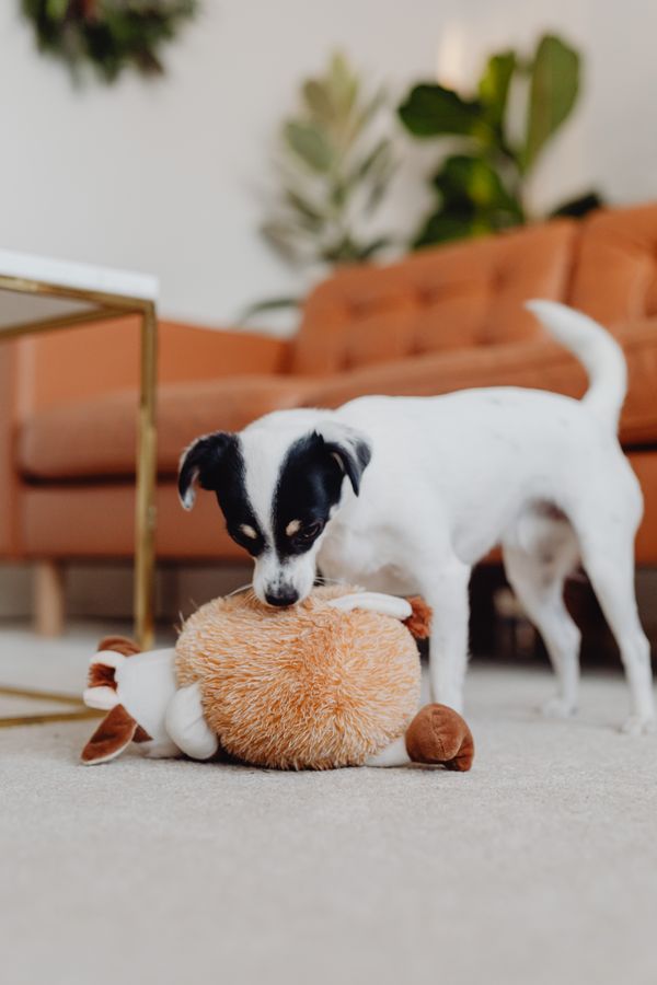 A terrier on a sofa with a large plush toy