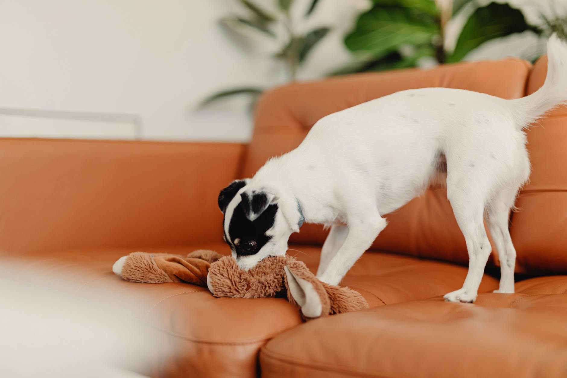 A small white and black dog biting a plush toy on a brown leather sofa indoors.