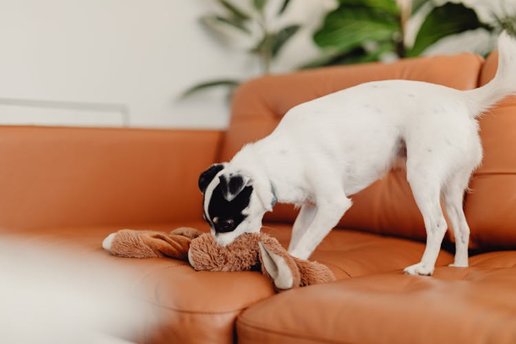 Dog On Sofa Biting Fluffy Toy