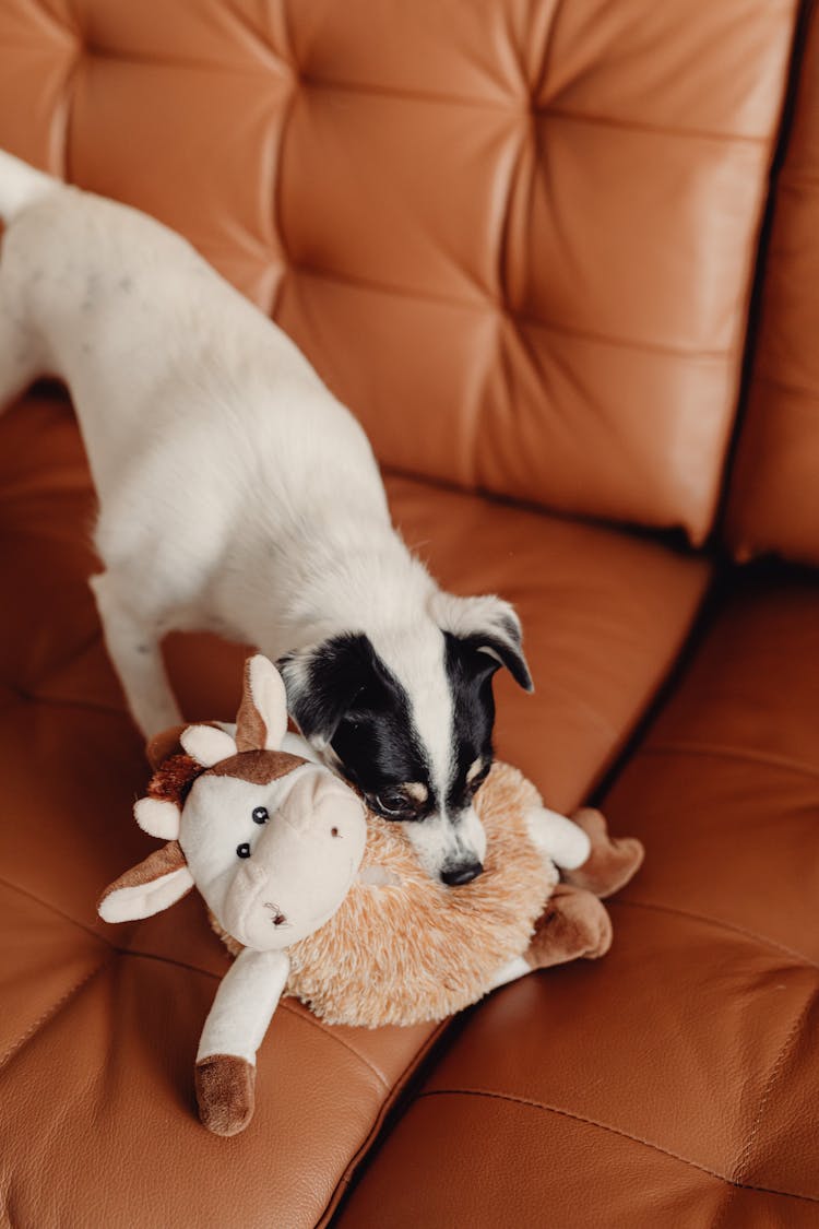 Dog Lying On Couch Holding Plush Toy