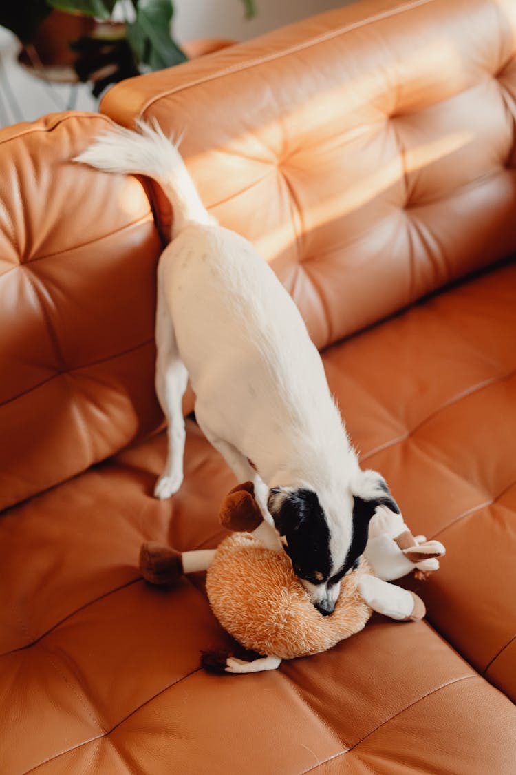 Dog Playing With Plush Toy On Couch