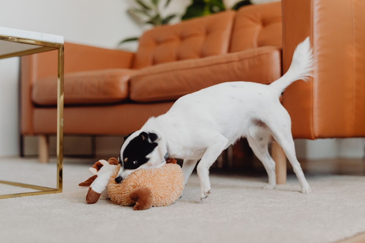 A small dog plays with a toy on a warm carpet, a normal indoor scene where owners may combine training and marking protection.