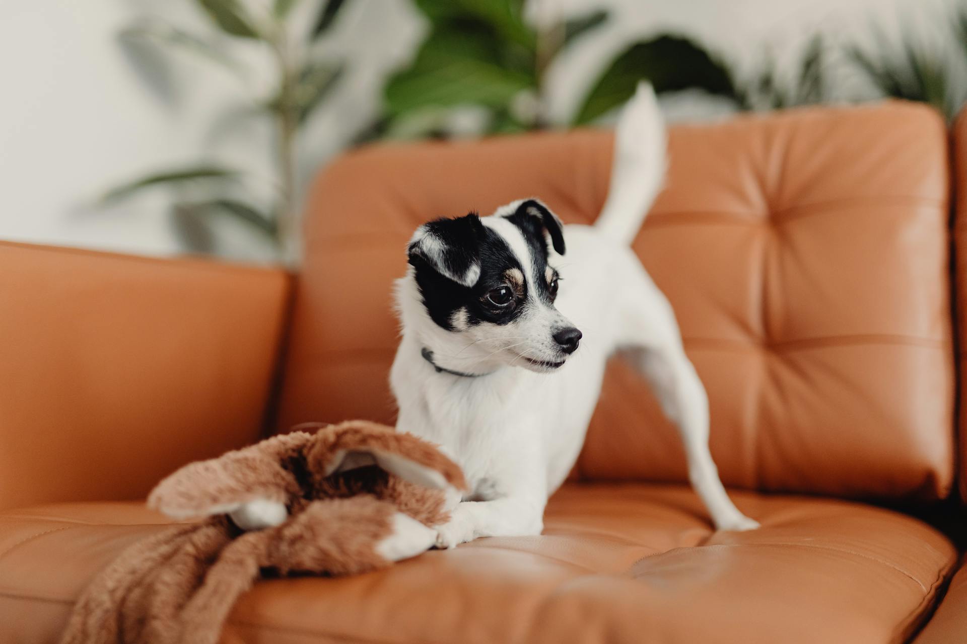 Liten hund som leker med en leksak på soffan