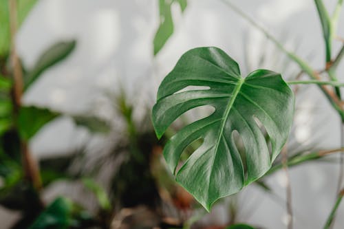 Free Photo of a Monstera Leaf Stock Photo