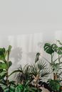 室内植物的美学排列在白色墙壁上投下最小的阴影