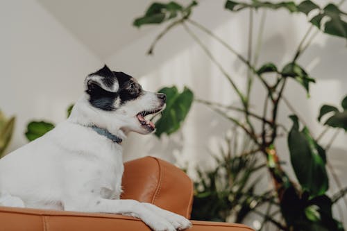 Yawning Dog on Sofa